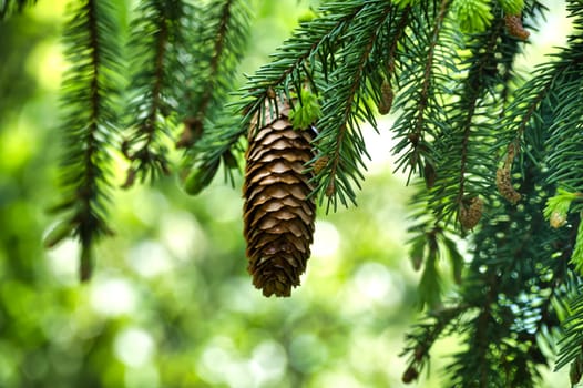 Brown pine cone hanging sideways from a branch of a conifer tree, with a background of deep green pine needles, slightly blurred green background