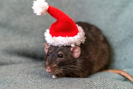 Rat Santa hat. Symbol of the Chinese New Year. Funny black rat Dumbo in a red santa checker on a green background