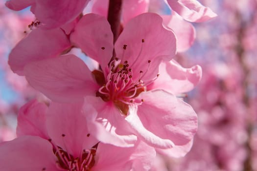 close up pink peach flower with a white center. The flower is surrounded by other pink flowers.