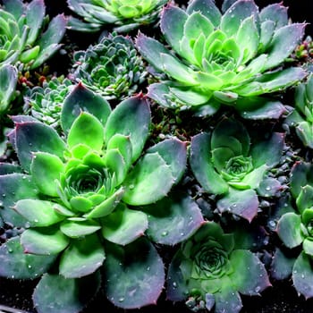 Plants isolated on transparent background