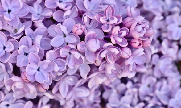 Background of blooming purple terry lilac. Soft focus. Floral backdrop