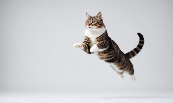 A domestic shorthaired cat, a member of the Felidae family, is leaping in the air with its whiskers, tail, fur, and paw visible against a white background