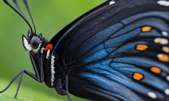 A closeup of an electric blue butterfly, a pollinator insect with intricate wing patterns, resting on a green leaf, showcasing its vibrant colors