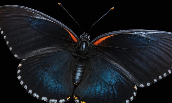 An electric blue and orange butterfly, a pollinator arthropod organism, is perched on a black background. The symmetry of its wings stands out in this macro photography shot