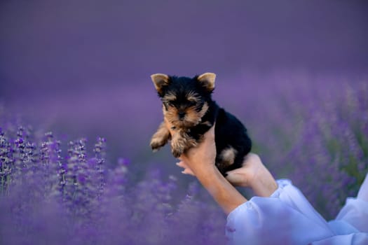 A small black and brown puppy is being held by a person in a field of purple flowers. Scene is peaceful and serene, as the puppy is surrounded by the beauty of nature