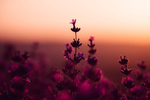 Blooming lavender in a field at in Provence. Fantastic summer mood, floral sunset landscape of meadow lavender flowers. Peaceful bright and relaxing nature scenery