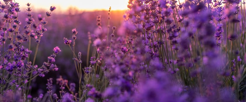 Blooming lavender in a field at in Provence. Fantastic summer mood, floral sunset landscape of meadow lavender flowers. Peaceful bright and relaxing nature scenery