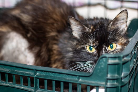 A small to mediumsized cat from the Felidae family, with green eyes and whiskers, is lounging in a green crate at an animal shelter