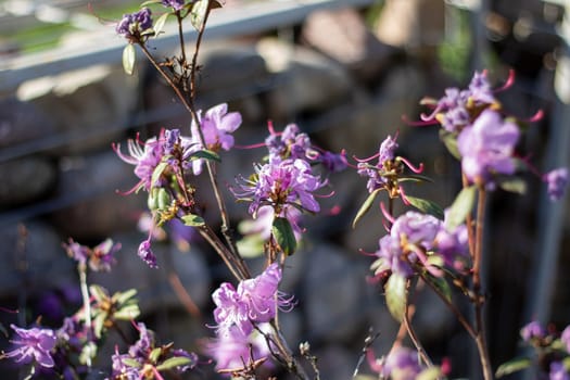 A beautiful display of purple flowers decorates a flowering shrub in the springtime, showcasing the vibrant petals of this terrestrial plant