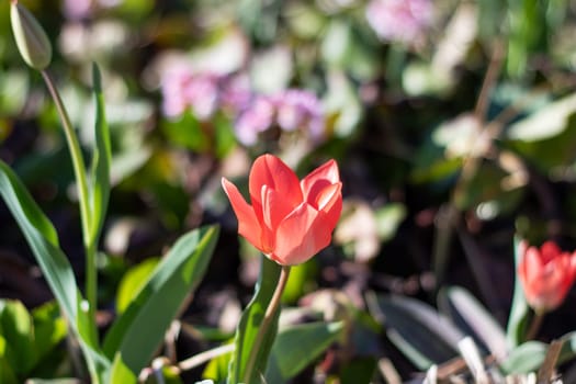 A closeup photo of a vibrant red tulip, a flowering plant, showcasing its delicate petals in a garden. The terrestrial plant stands out as a groundcover with its herbaceous and annual growth