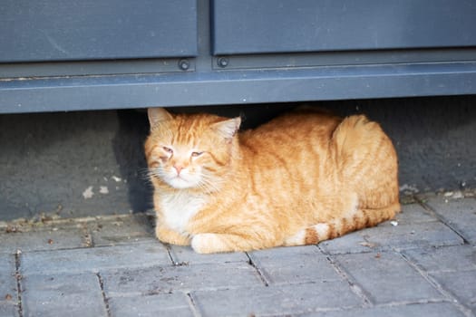 A small to mediumsized cat is resting on the ground beneath a door, its head and leg visible. The felidaes bright eyes reflect the light off the road surface