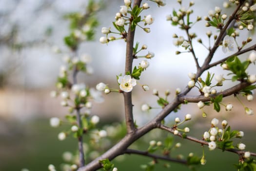 A closeup shot of a white cherry blossom flower on a tree branch, showcasing the delicate petals and vibrant pollen, a beautiful sight in nature