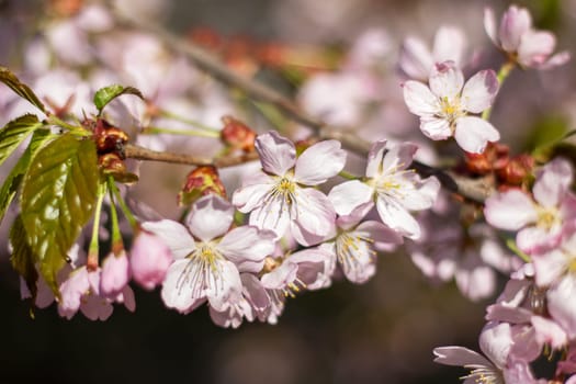 A closeup shot of the beautiful cherry blossoms on a tree branch, showcasing the delicate petals of the flowering plant in full bloom