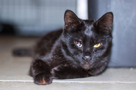 A closeup of a Bombay cat, a small to mediumsized black cat with yellow eyes, whiskers, snout, and tail. A carnivorous terrestrial animal from the Felidae family