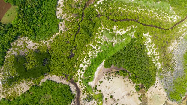Coastline with green mangroves and forest view from above. Mangrove landscape. Bantayan island, Philippines.