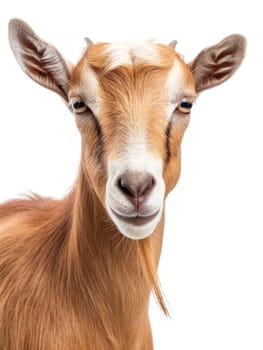 Close-up headshot of a tan goat with a thoughtful expression and distinctive facial markings, isolated on white
