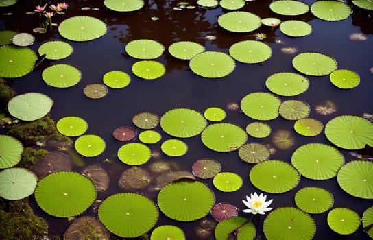 A beautiful view of the Russian swamp and nature with water lilies and green leaves on the surface of the water. Generative AI.