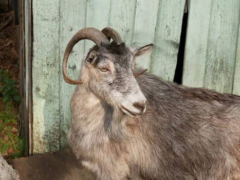 Beautiful horned goat in the rays of the sun on the background of a barn close-up. Agrocultural rural photo whith copy space.