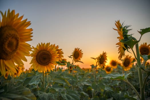 Field sunflowers in the warm light of the setting sun. Summer time. Concept agriculture oil production growing