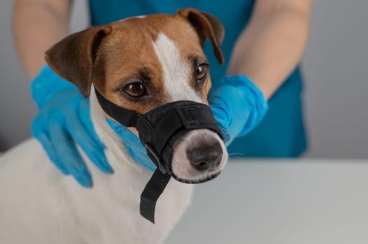 A veterinarian examines a Jack Russell Terrier dog wearing a cloth muzzle