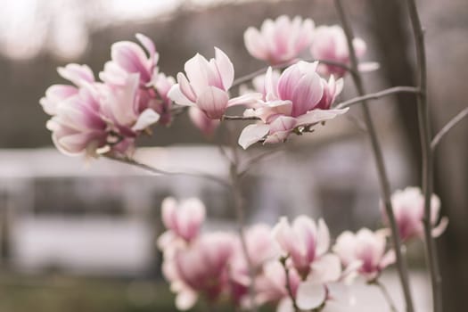 A bunch of pink flowers are in bloom. The flowers are on a tree branch