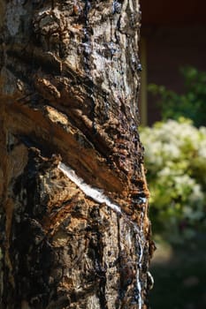 Cuts on bark of rubber tree. Phuket, Thailand