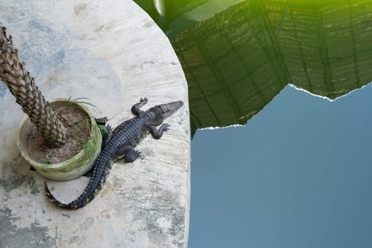 Top view of crocodile near water. Phuket, Thailand