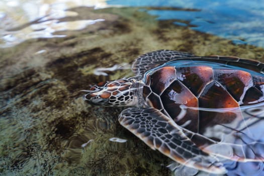 Image of beautiful sea turtle underwater. Phuket, Thailand