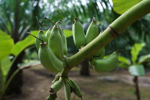 Image of green unripe bananas growing. Phuket, Thailand