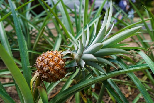 Image of ripe pineapple in tropical garden. Thailand