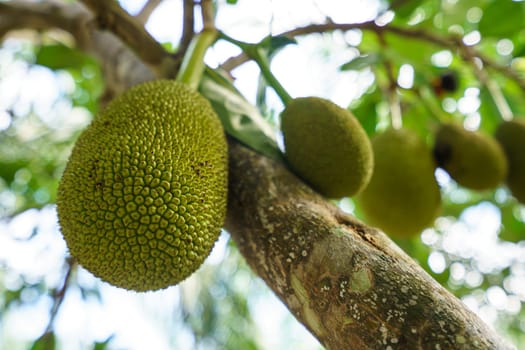 Image of fresh breadfruit on tree. Phuket, Thailand