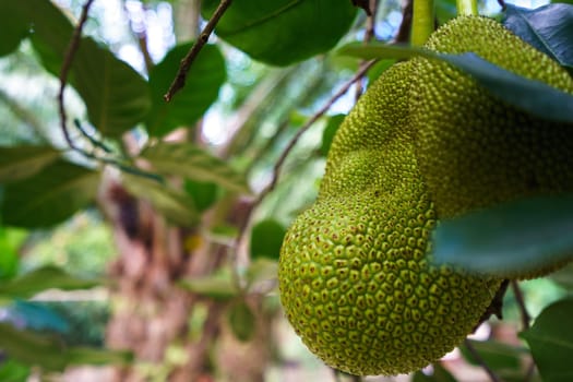 Image of breadfruit in tropical garden. Phuket, Thailand