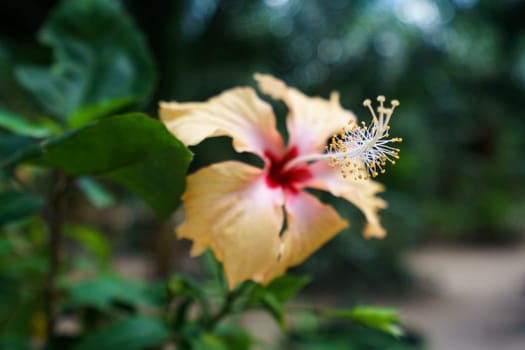 Image of beautiful hibiscus growing. Phuket, Thailand