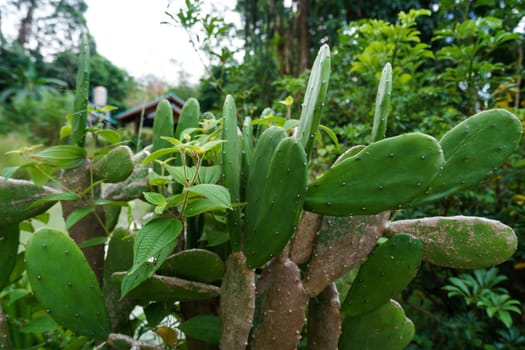 Image of cactus in rainforest, close-up. Phuket, Thailand