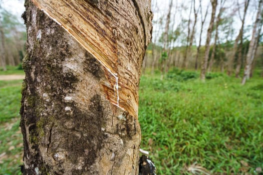 Phuket in Thailand. Image of rubber tree, close up