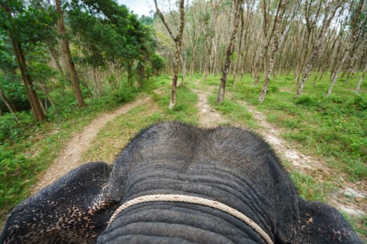 View from back of elephant on tropical forest. Thailand