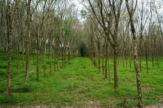 Rubber plantation in Phuket, Thailand. Bright landscape