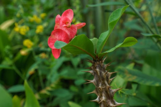 Image of amazing blooming cactus in tropical garden. Thailand