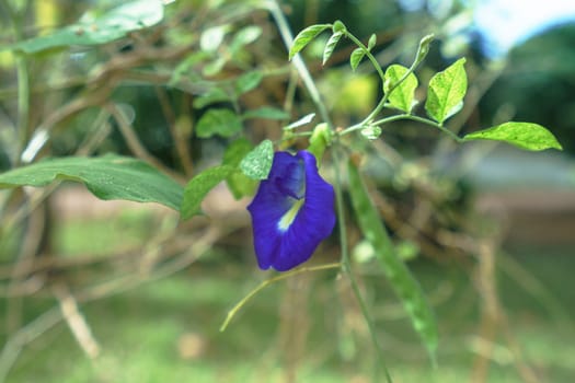 Beautiful bindweed in tropical garden. Phuket, Thailand