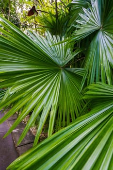 Image of beautiful palm leaves. Phuket, Thailand