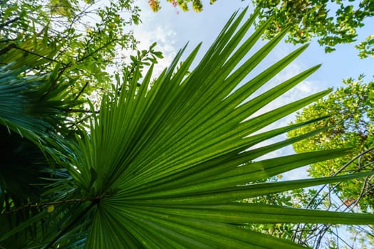 Image of large palm leaf in rainforest. Thailand