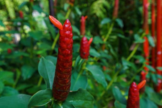 Image of Costus woodsonii, Red Button Ginger. Thailand