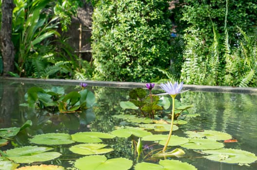 Image of pond with waterlilies in botanical garden. Phuket, Thailand