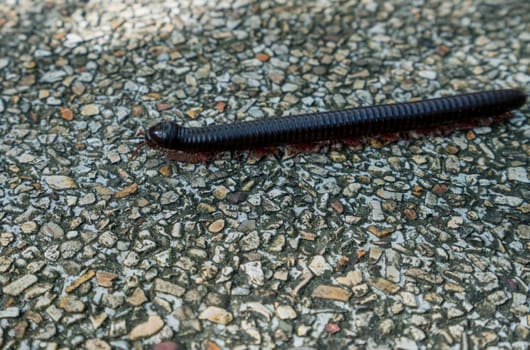 Image of centipede crawling on lane. Phuket, Thailand