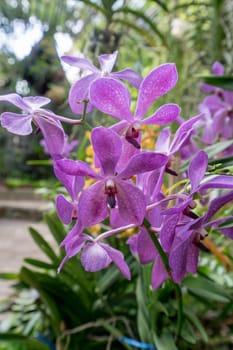 Beautiful orchids bloom in garden. Phuket, Thailand