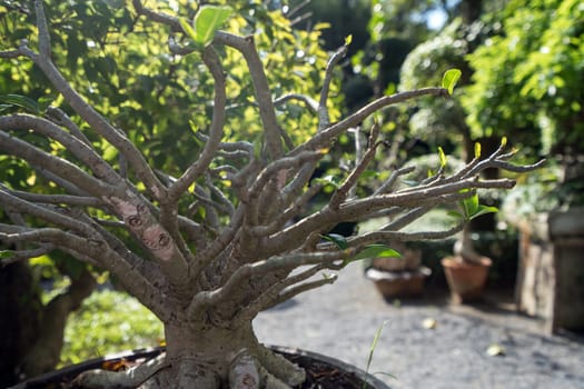 Image of beautiful bonsai tree in tropical garden. Thailand