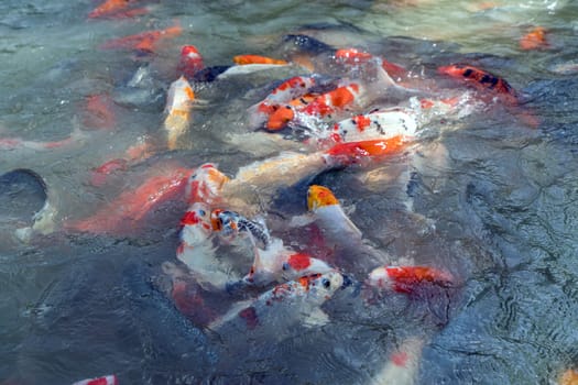 Image of colorful koi fishes swimming in pond. Thailand