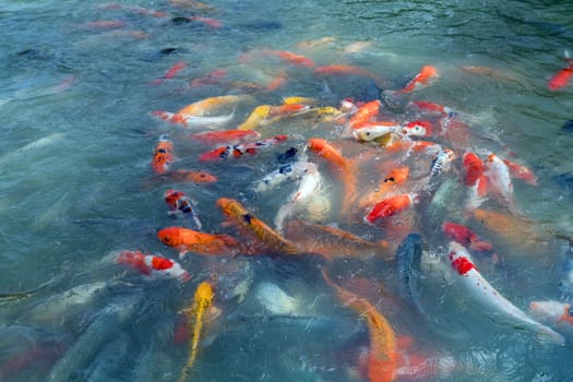 Image of fishes named Cyprinus carpio. Phuket, Thailand