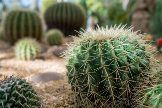 Image of large cactuses, close-up. Phuket in Thailand