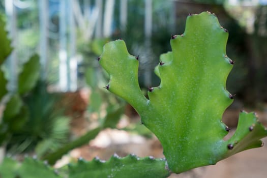 close-up of Cactus in tropical garden. Phuket in Thailand